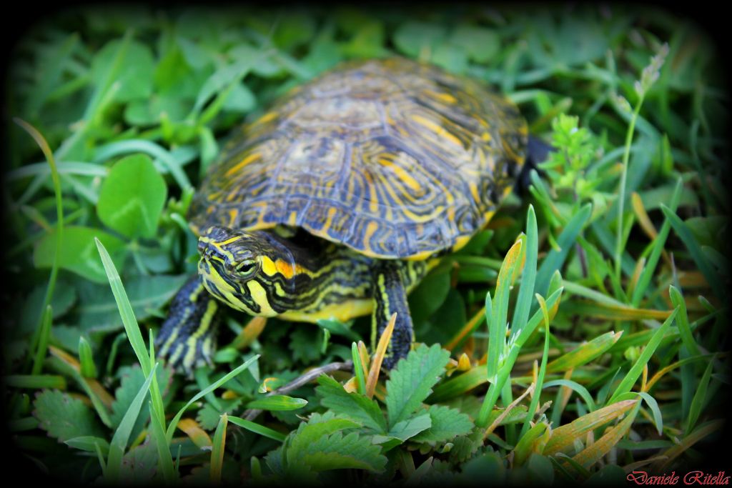 Trachemys scripta...di quale sottospecie!?